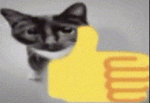A cat with a thumbs up emoji pasted on top as if the cat itself was giving the thumbs up